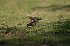 Acridotheres javanicus