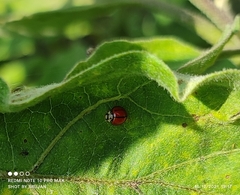 Cheilomenes propinqua