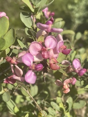 Securidaca longepedunculata