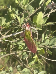 Securidaca longepedunculata