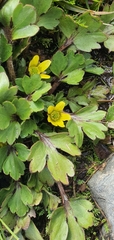 Ranunculus foliosus