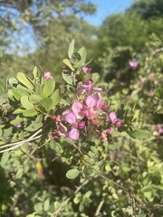 Securidaca longepedunculata