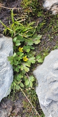Ranunculus foliosus