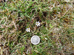 Romulea columnae