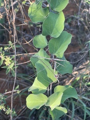 Adenia spinosa
