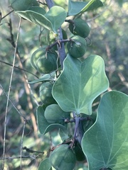Adenia spinosa