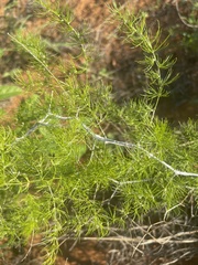 Asparagus exuvialis