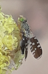 Spathulina acroleuca