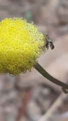 Spathulina acroleuca