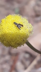 Spathulina acroleuca