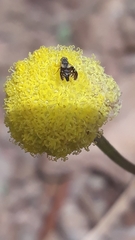 Spathulina acroleuca