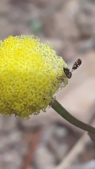 Spathulina acroleuca