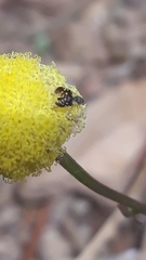 Spathulina acroleuca