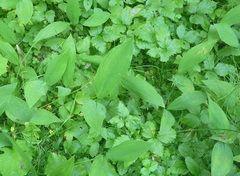 Convallaria majalis