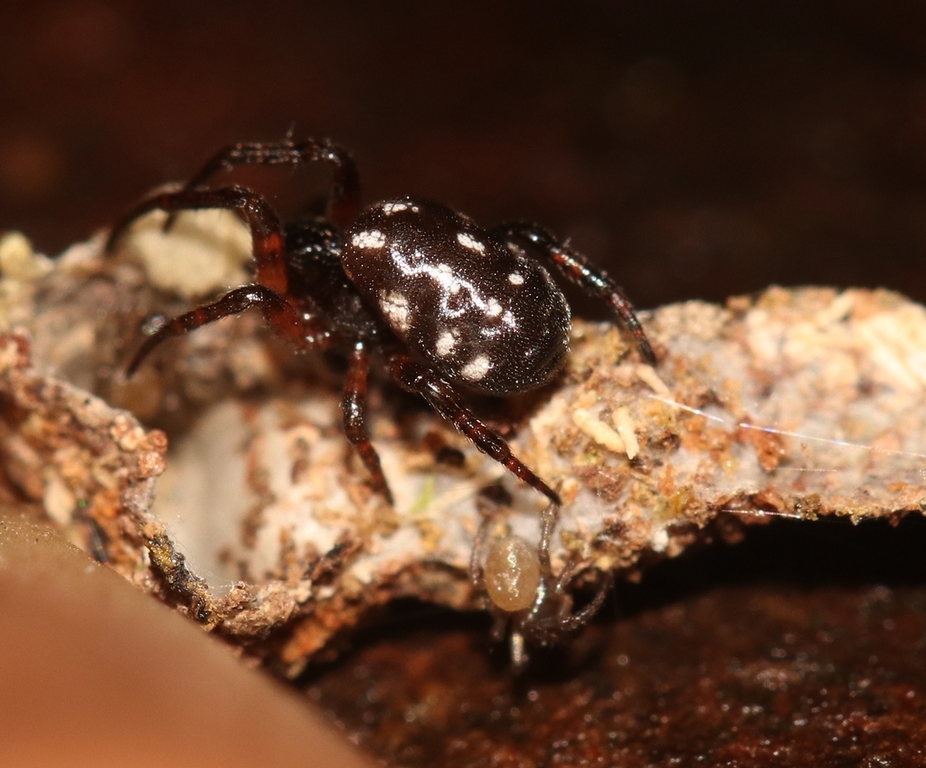 Stone-nest Spiders