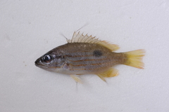 Lutjanus fulviflamma