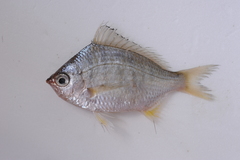 Gerres limbatus