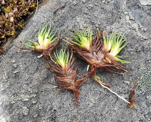 Oreobolus pectinatus Hook.f.