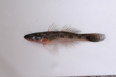 Glossogobius giuris