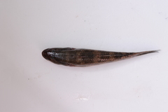 Glossogobius giuris