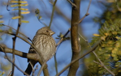 Haemorhous mexicanus