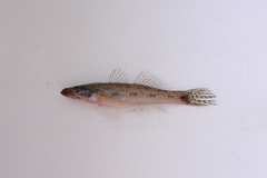 Glossogobius aureus