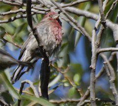 Haemorhous mexicanus