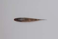 Glossogobius aureus