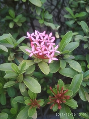Ixora