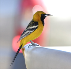 Icterus cucullatus