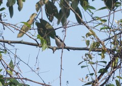 Pteruthius aeralatus