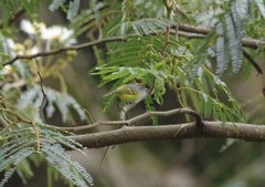 Phylloscopus castaniceps