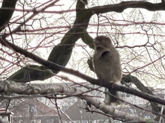 Passer domesticus