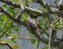 Hierococcyx sparverioides