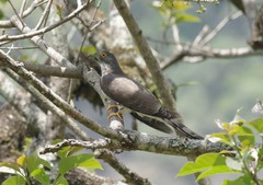 Hierococcyx sparverioides