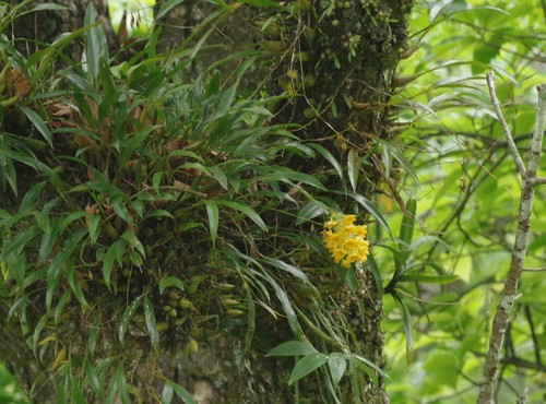Image of Dendrobium densiflorum by (c) Thibaud Aronson, some rights reserved (CC BY-SA)