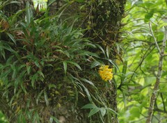 Dendrobium densiflorum