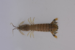 Squillidae