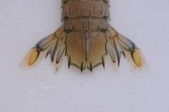 Squillidae