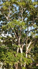Parkia biglandulosa