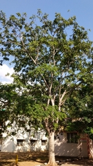 Parkia biglandulosa