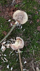 Parkia biglandulosa