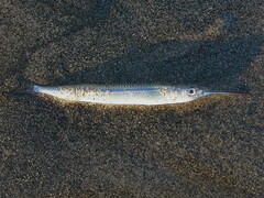 Hyporhamphus