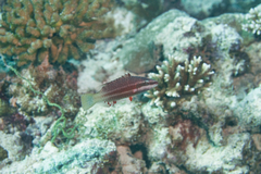 Oxycheilinus orientalis