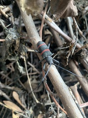 Ceroplesis orientalis