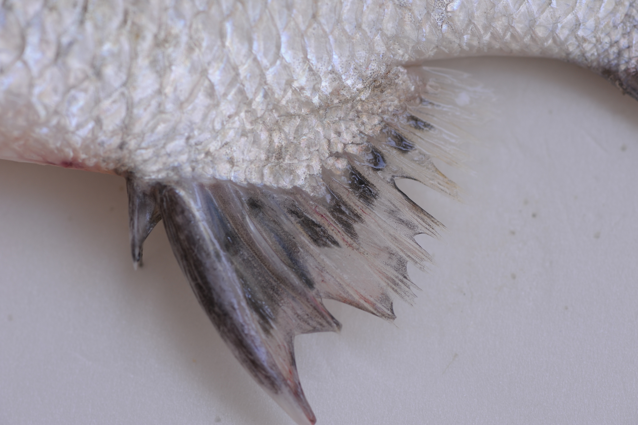 Taiwan Picnic Seabream photo 4