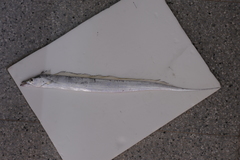 Trichiurus nanhaiensis