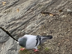 Columba livia domestica