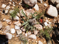 Acanthopsis hoffmannseggiana