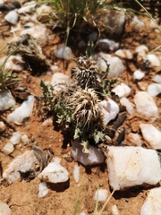 Acanthopsis hoffmannseggiana